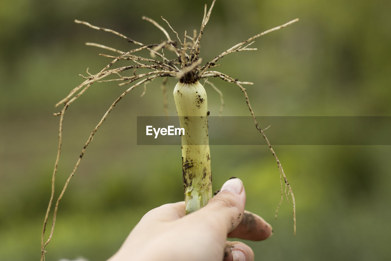 CLOSE-UP OF PERSON HOLDING PLANT