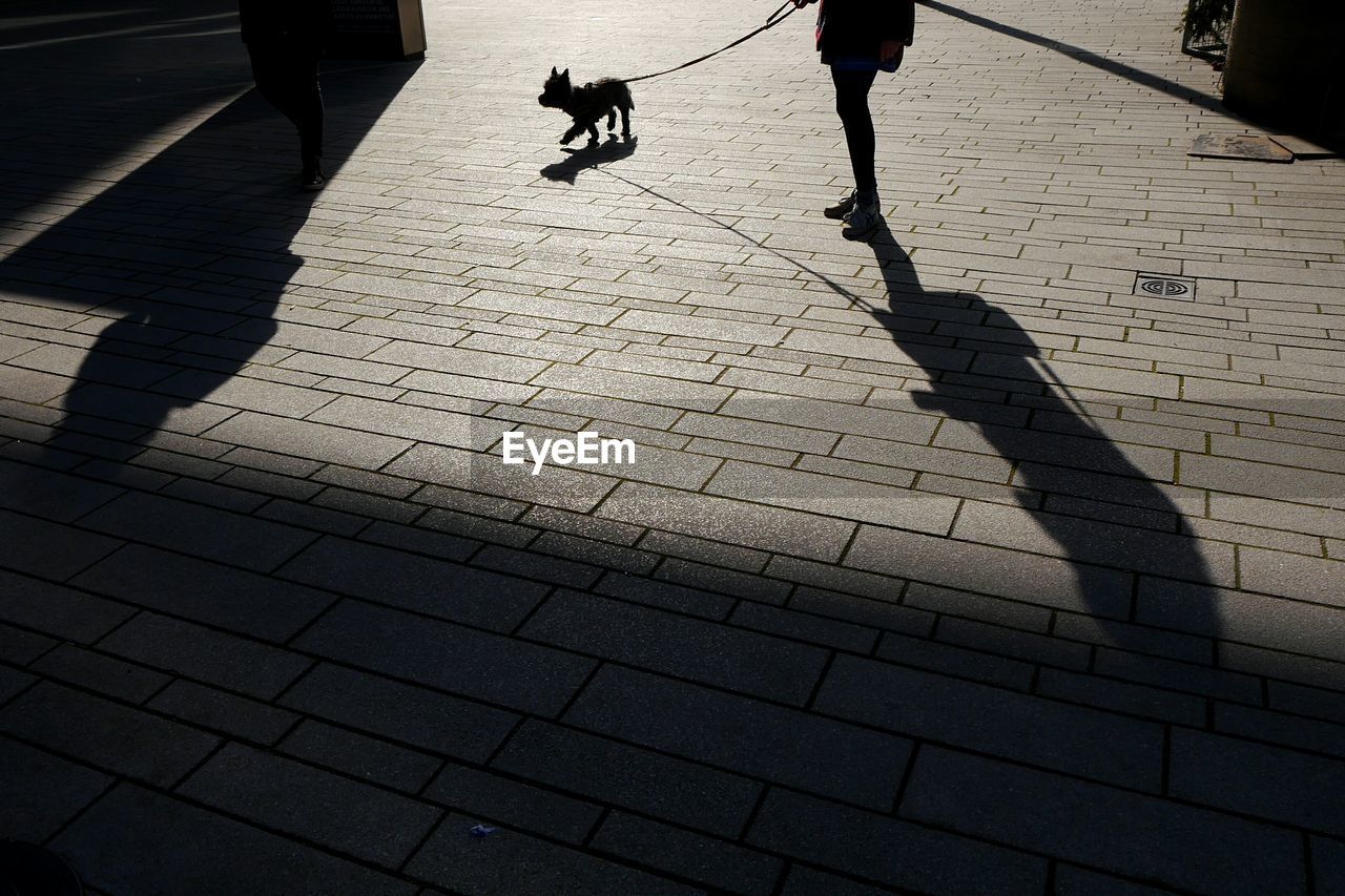 High angle view of people with dog shadow on footpath