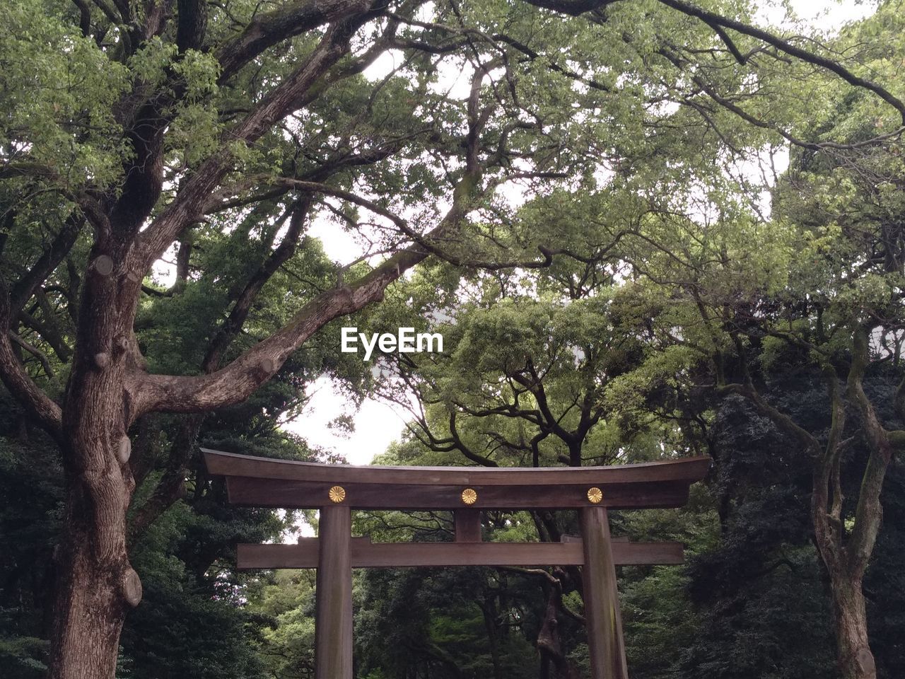 TREES GROWING IN FOREST