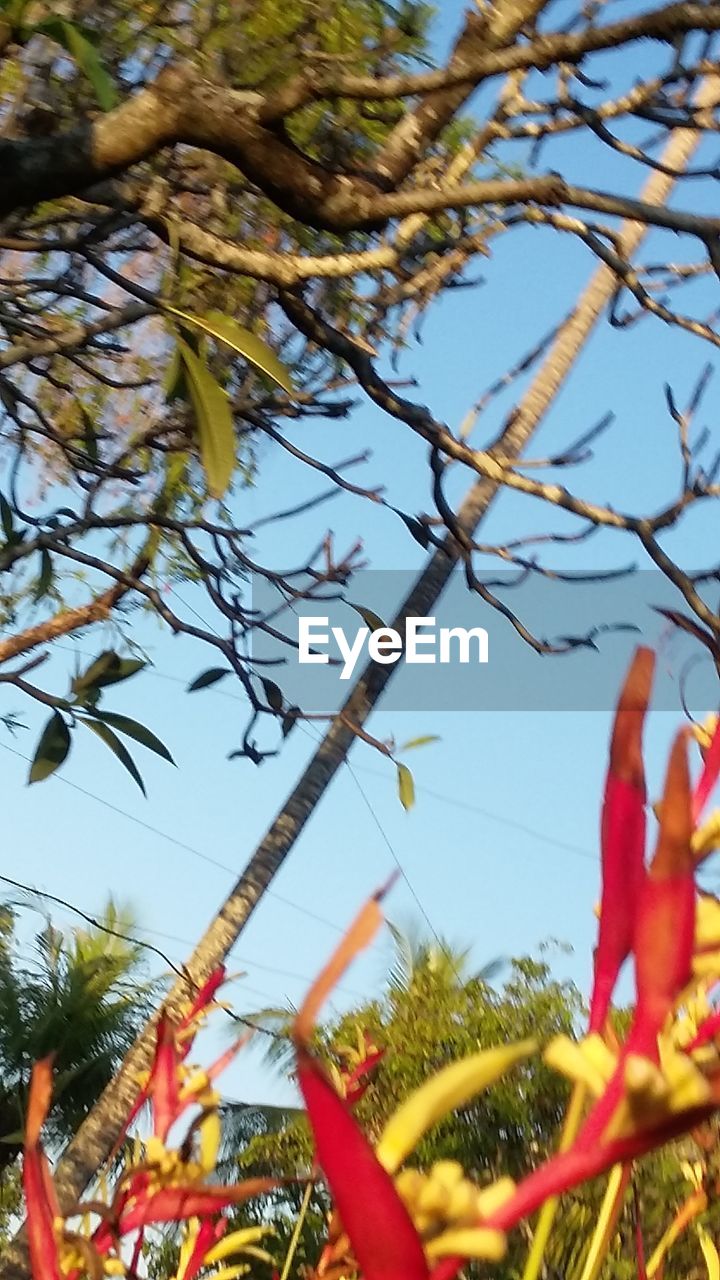 LOW ANGLE VIEW OF PLANTS AGAINST CLEAR SKY