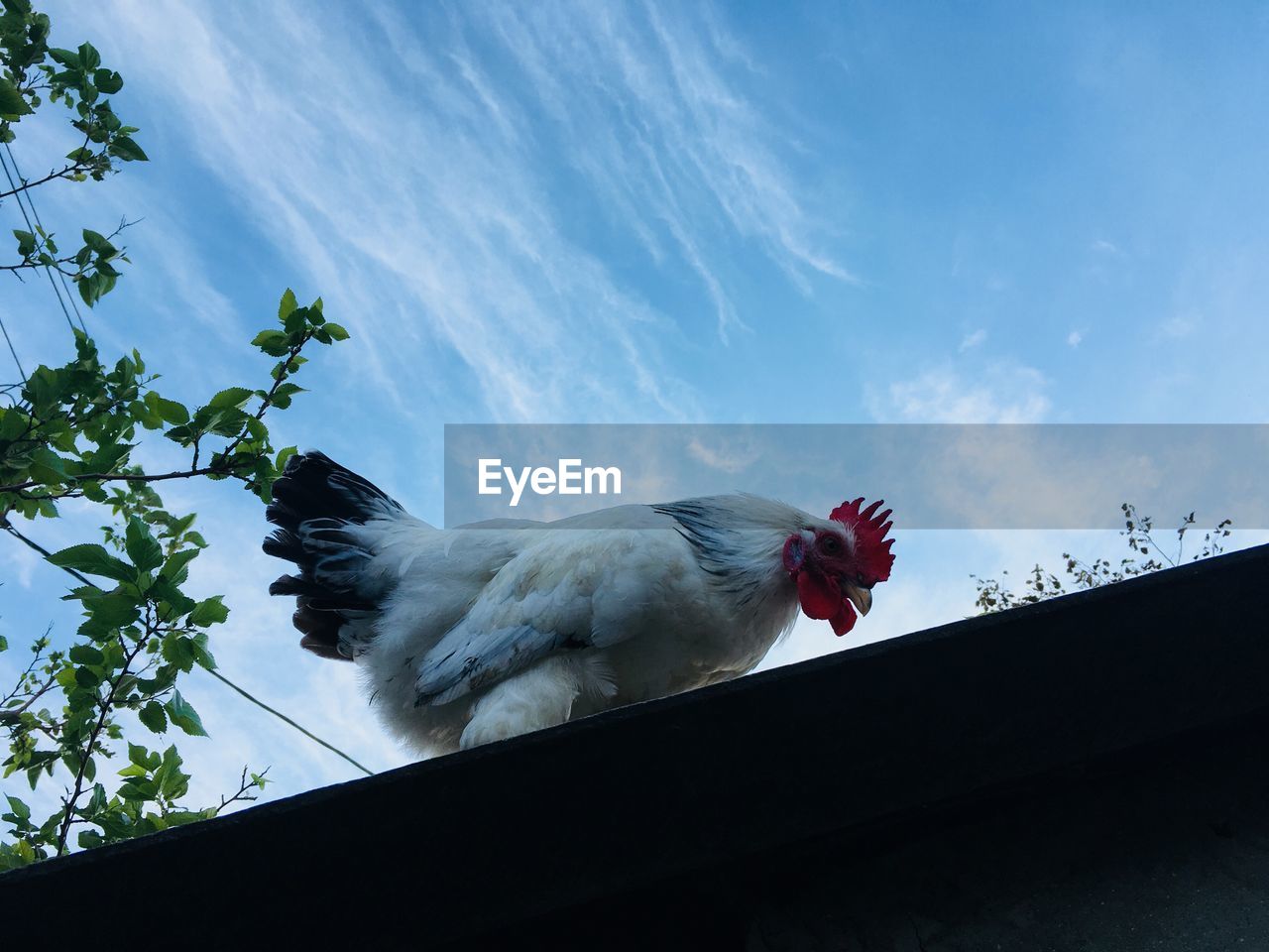 LOW ANGLE VIEW OF A BIRD ON A ROCK