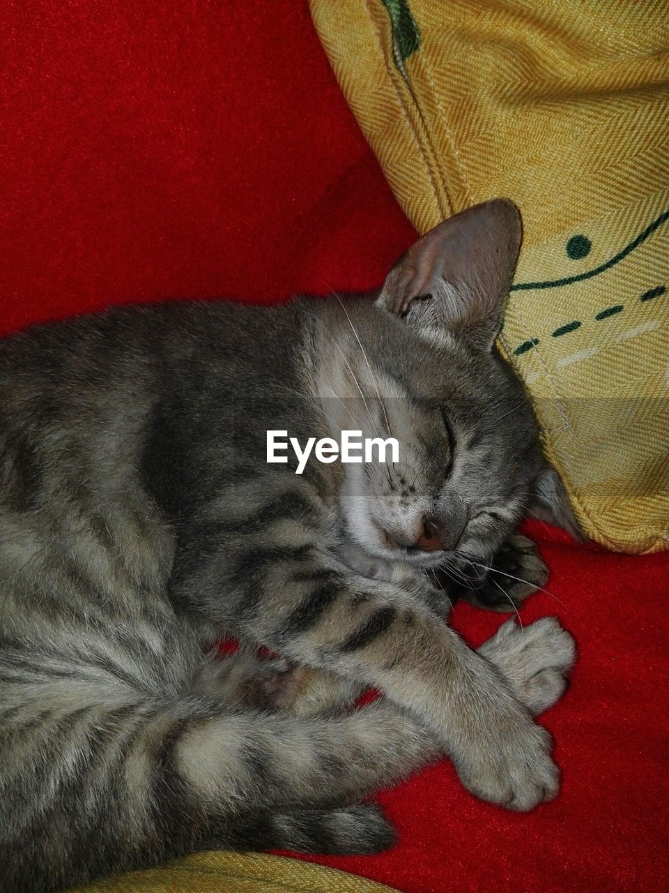 CLOSE-UP OF CAT SLEEPING ON BED