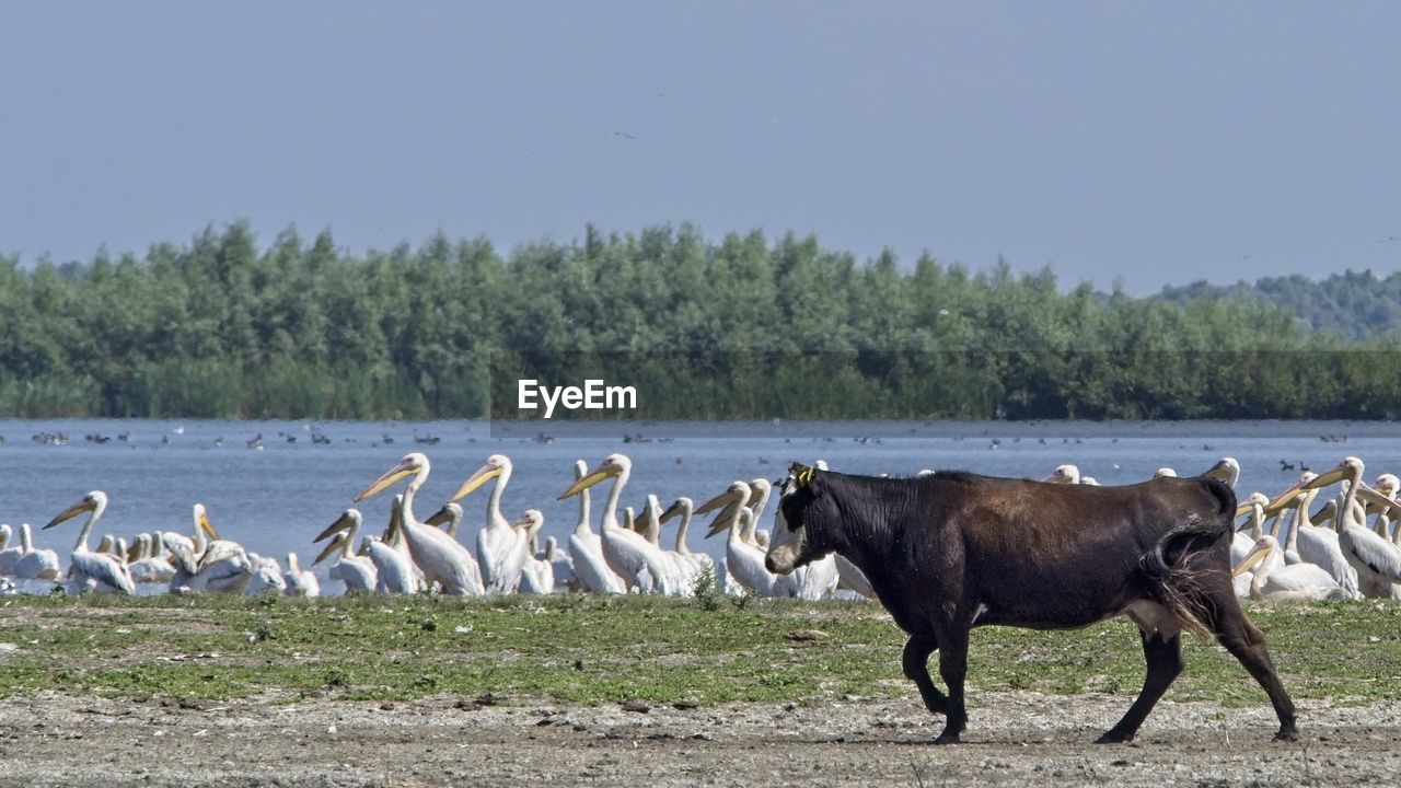 HORSES ON A LAND