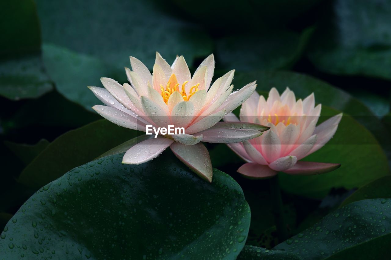 Close-up of lotus water lily in pond