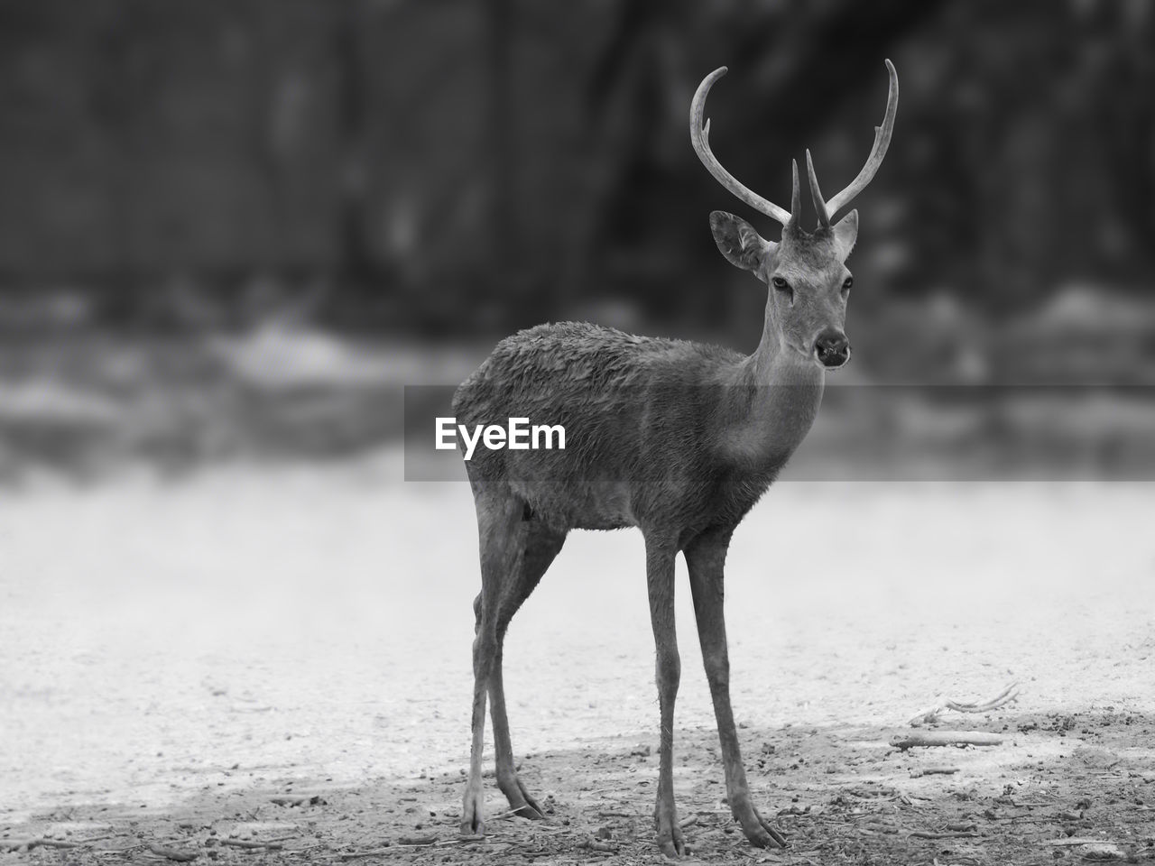 animal, animal themes, animal wildlife, wildlife, black and white, mammal, one animal, deer, monochrome photography, no people, monochrome, nature, full length, standing, land, day, outdoors, side view, herbivorous, environment, portrait, antler, focus on foreground, beauty in nature, domestic animals, forest, landscape, tree