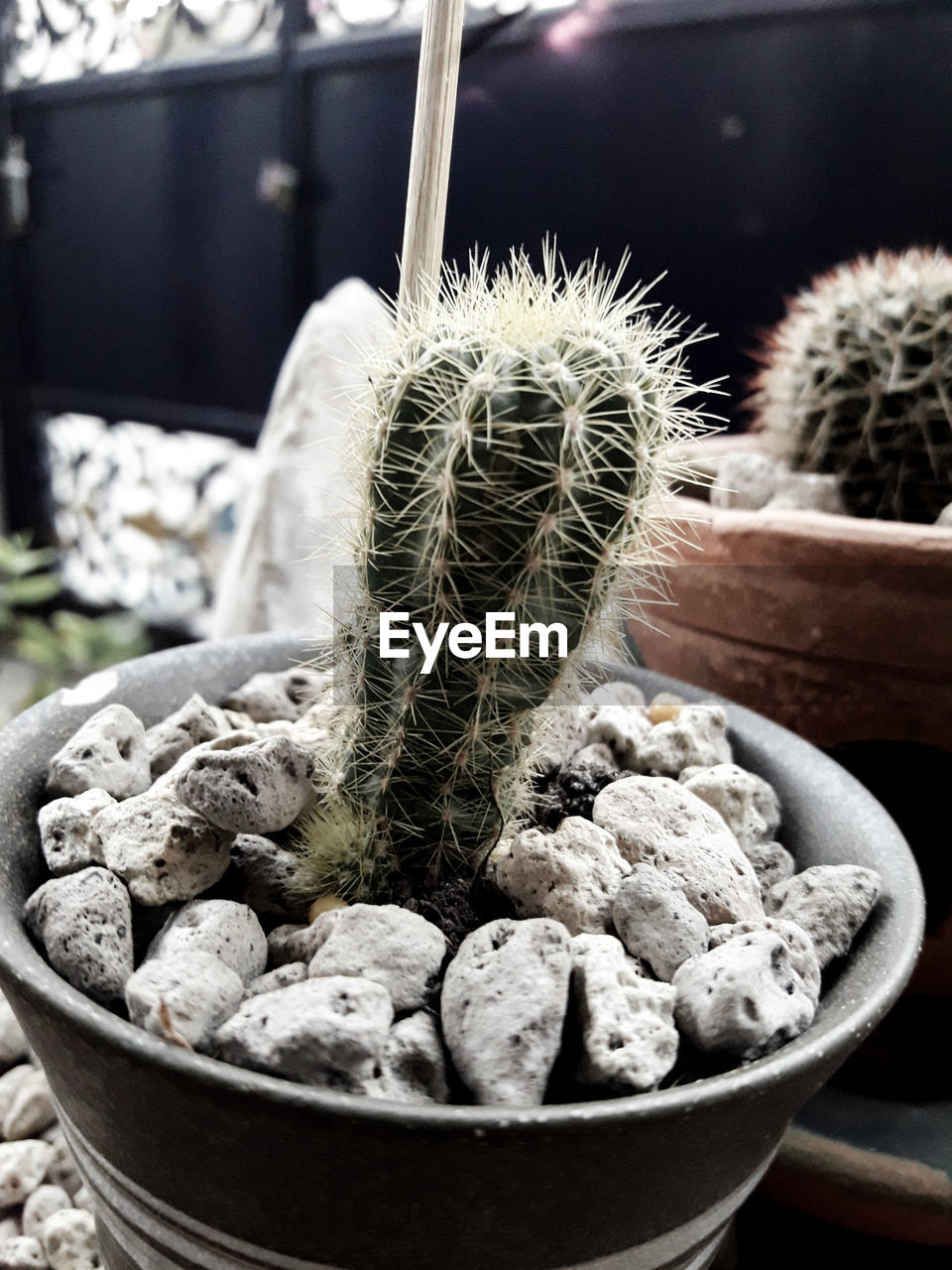 Close-up of succulent plant in pot