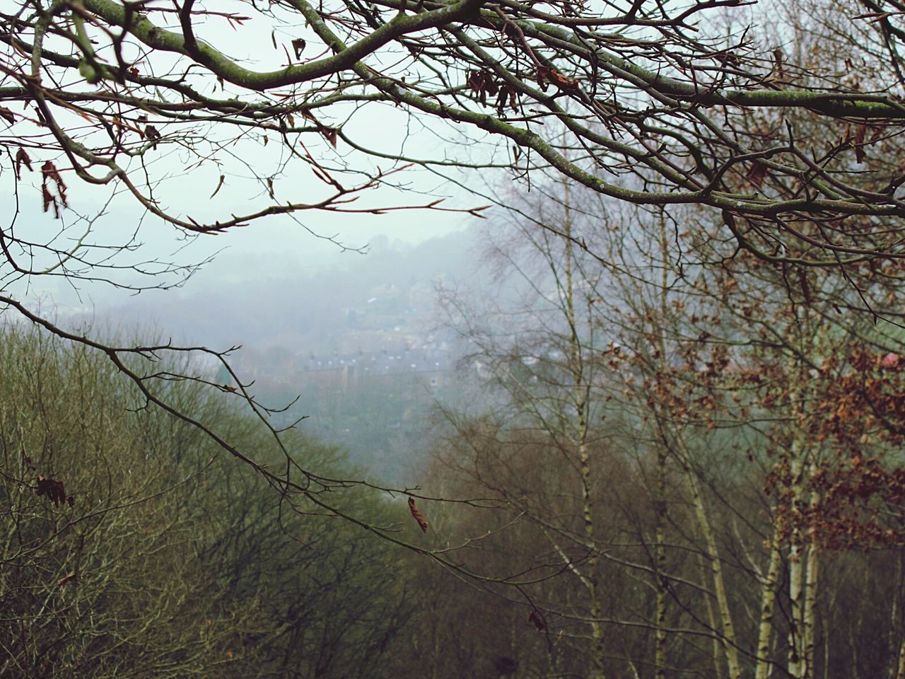 VIEW OF BARE TREES IN FOGGY WEATHER