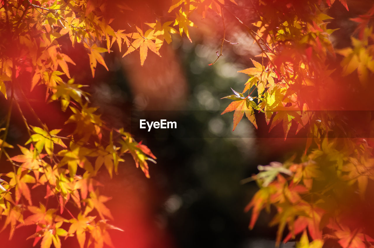 Low angle view of maple trees