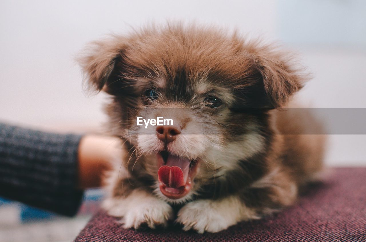 Close-up portrait of puppy yawning on seat