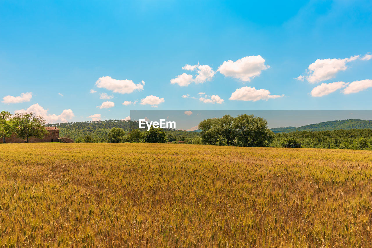 Feels like summer - wheat field under blue sky in summer with rural farmhouse on the left