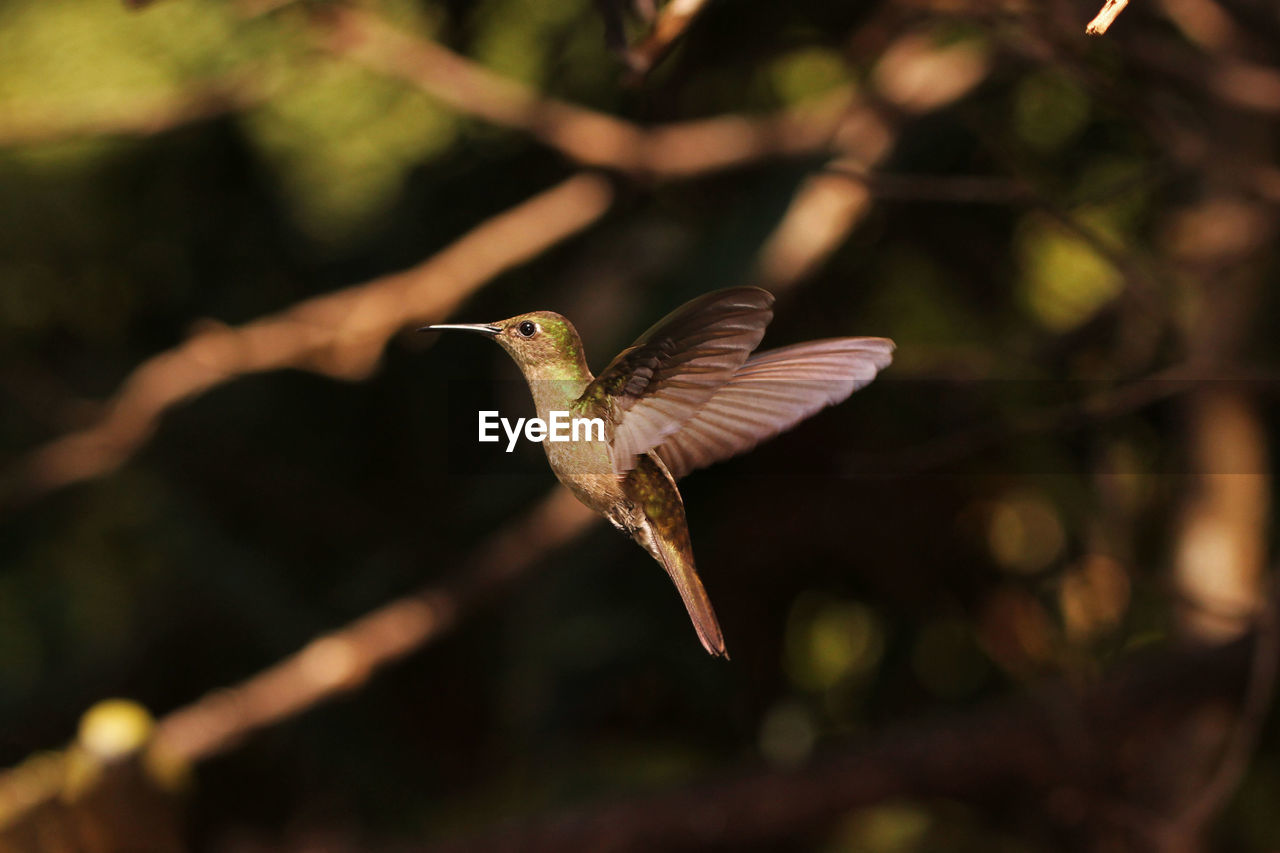 Close-up side view of bird flying outdoors