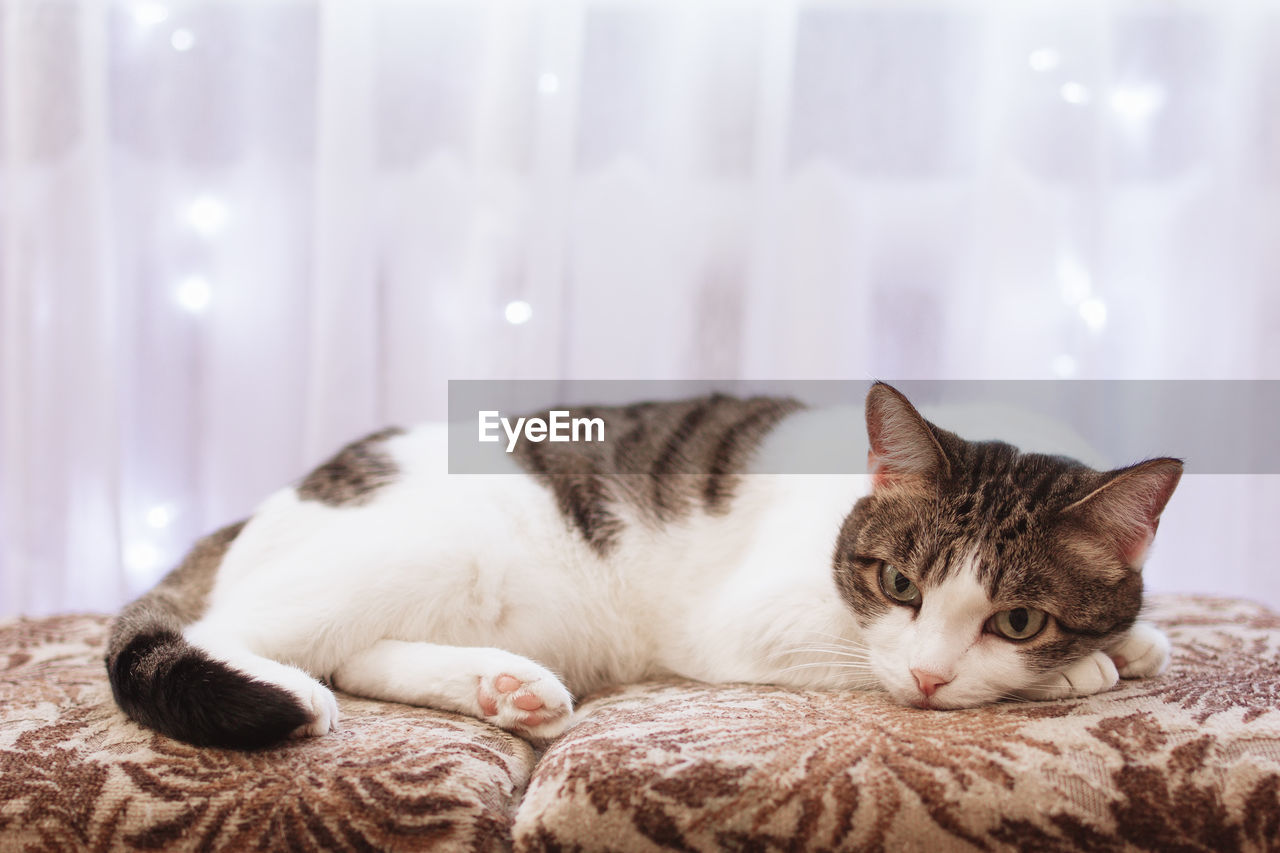 White tabby cat is lying on a sofa at home on a background window with white curtain and lights.