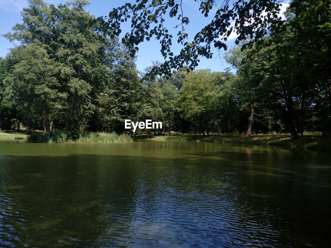 Trees by lake in forest against sky