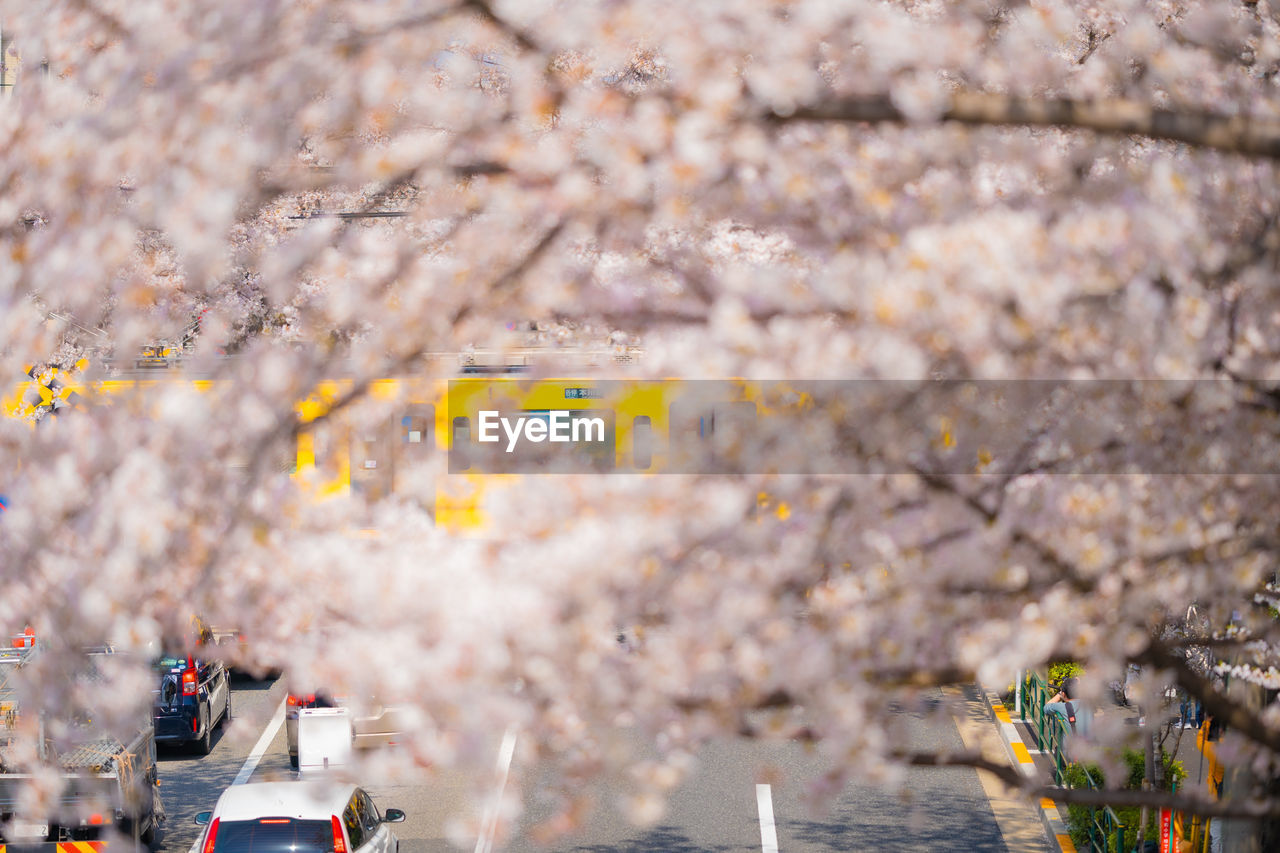 VIEW OF CHERRY BLOSSOM FROM TREE