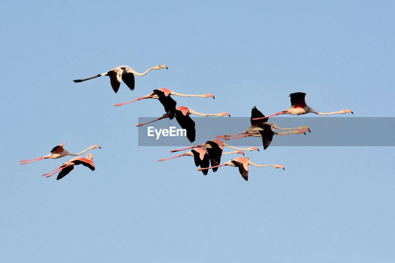 LOW ANGLE VIEW OF BIRDS FLYING