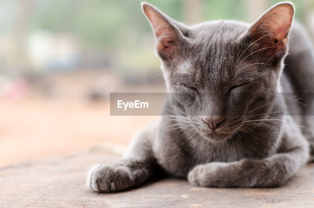 Close-up portrait of cat