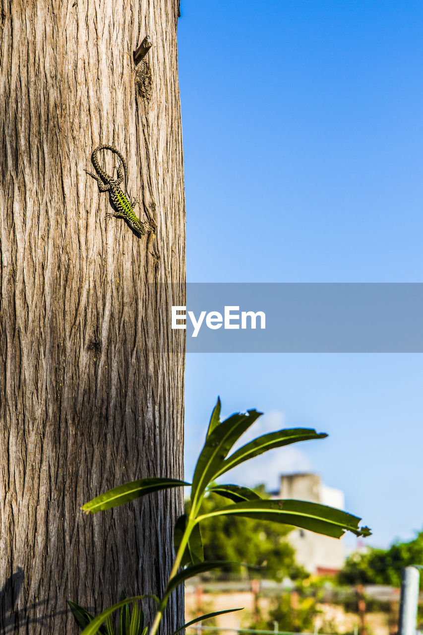 Low angle view of lizard on tree trunk