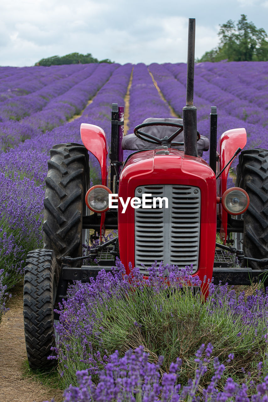 RED FLOWERING PLANTS ON FIELD DURING SUNNY DAY