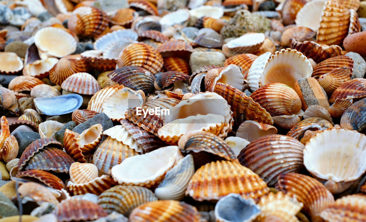 cockle, shell, clam, animal wildlife, food, animal, large group of objects, animal shell, full frame, seashell, backgrounds, no people, abundance, shellfish, seafood, pattern, nature, animal themes, close-up, sea, day, land, beach, outdoors, beauty in nature, wildlife, variation, sunlight, textured