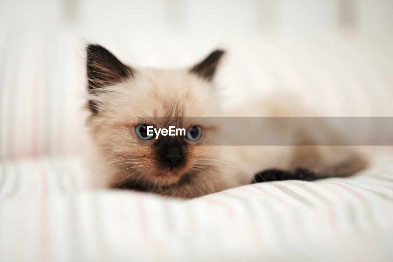 PORTRAIT OF KITTEN RELAXING ON BED