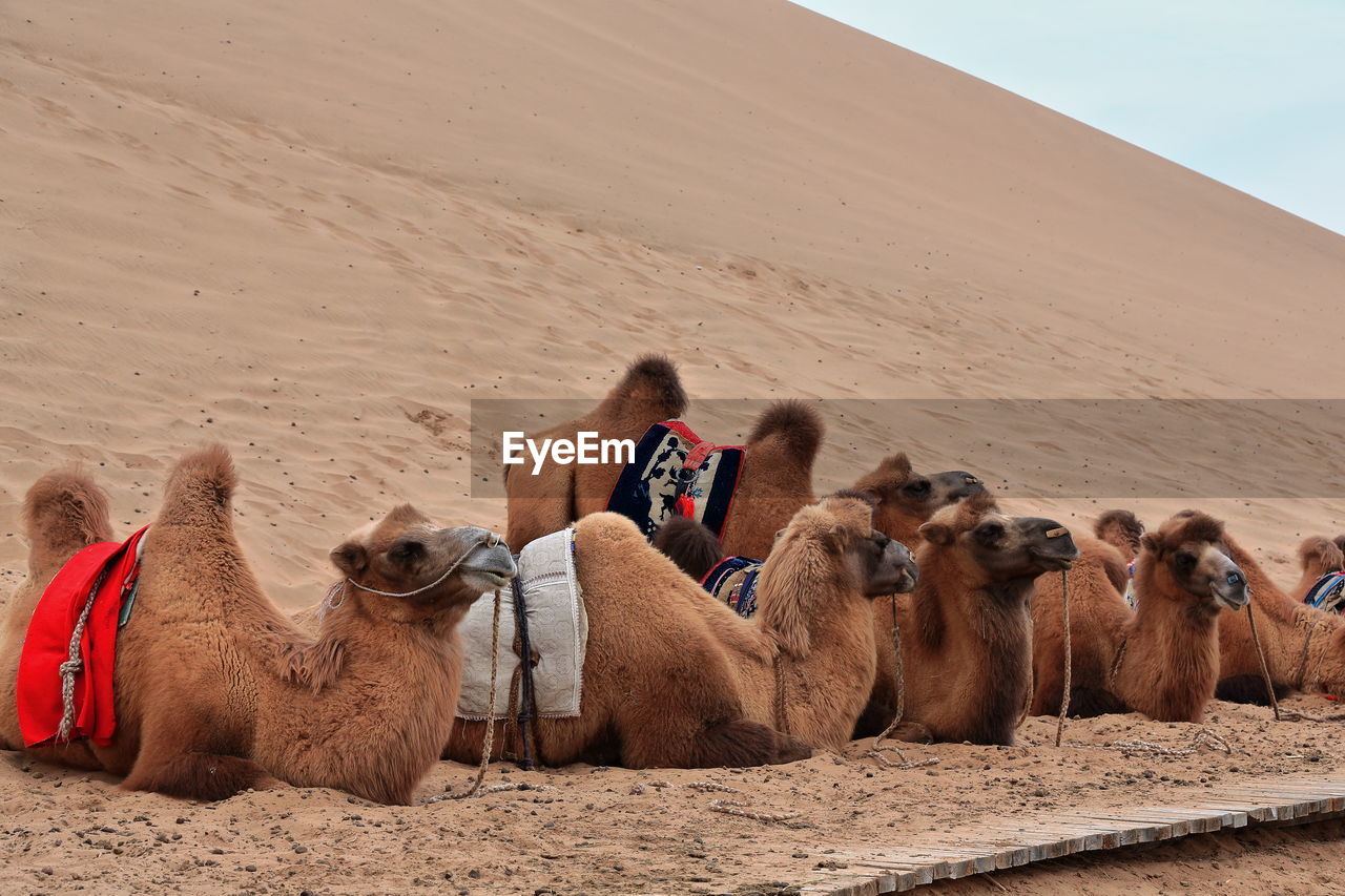 1034 bactrian camels for tourist rides. badain e.lake-badain jaran area gobi desert-nei mongol-china