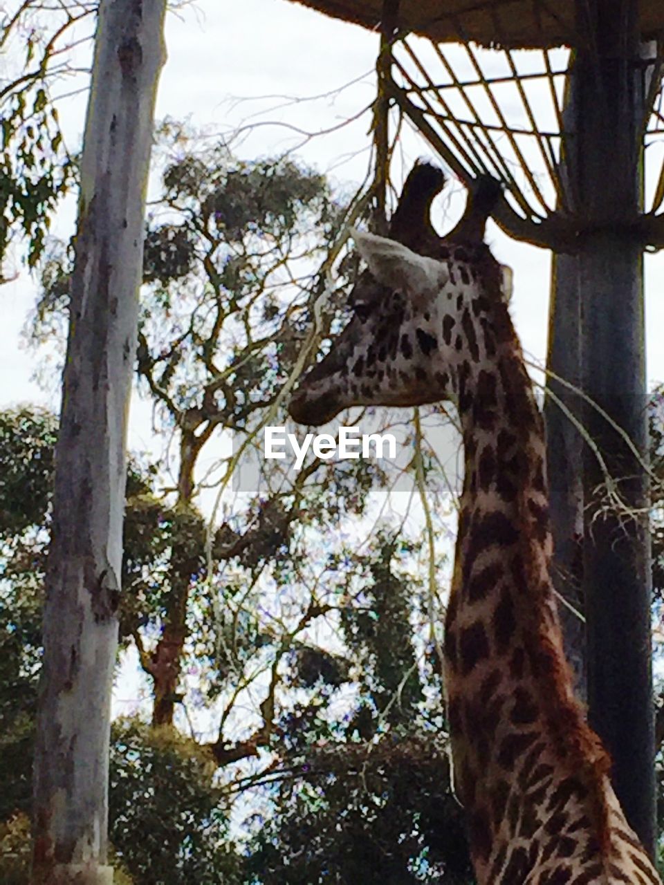 LOW ANGLE VIEW OF GIRAFFE ON TREE AGAINST SKY