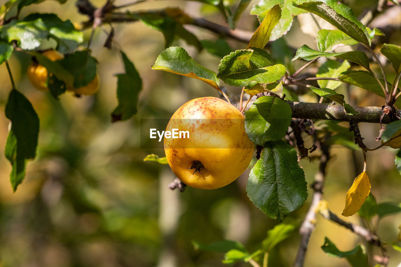 Close-up of ripe yellow apple on an apple tree in autumn with yellow and green leaves around