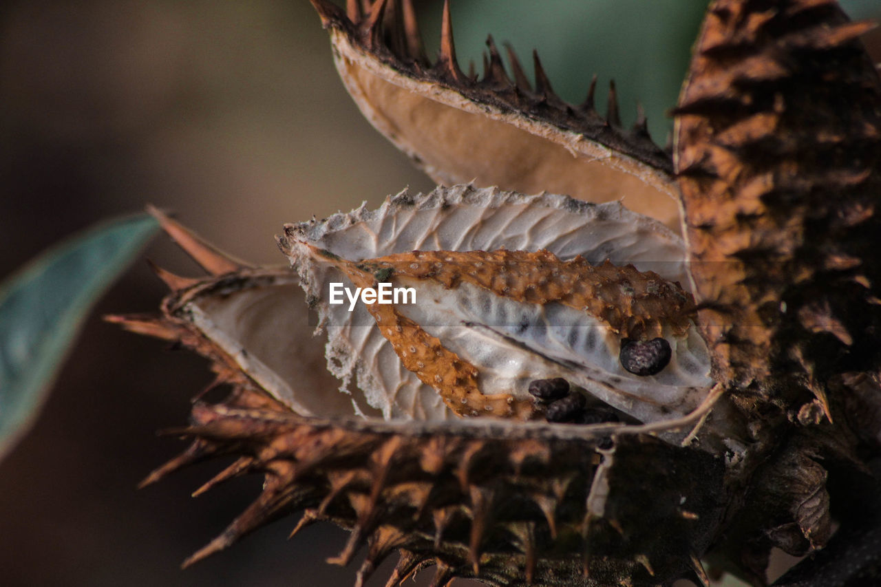 CLOSE-UP OF DRIED FISH ON DRY LEAVES