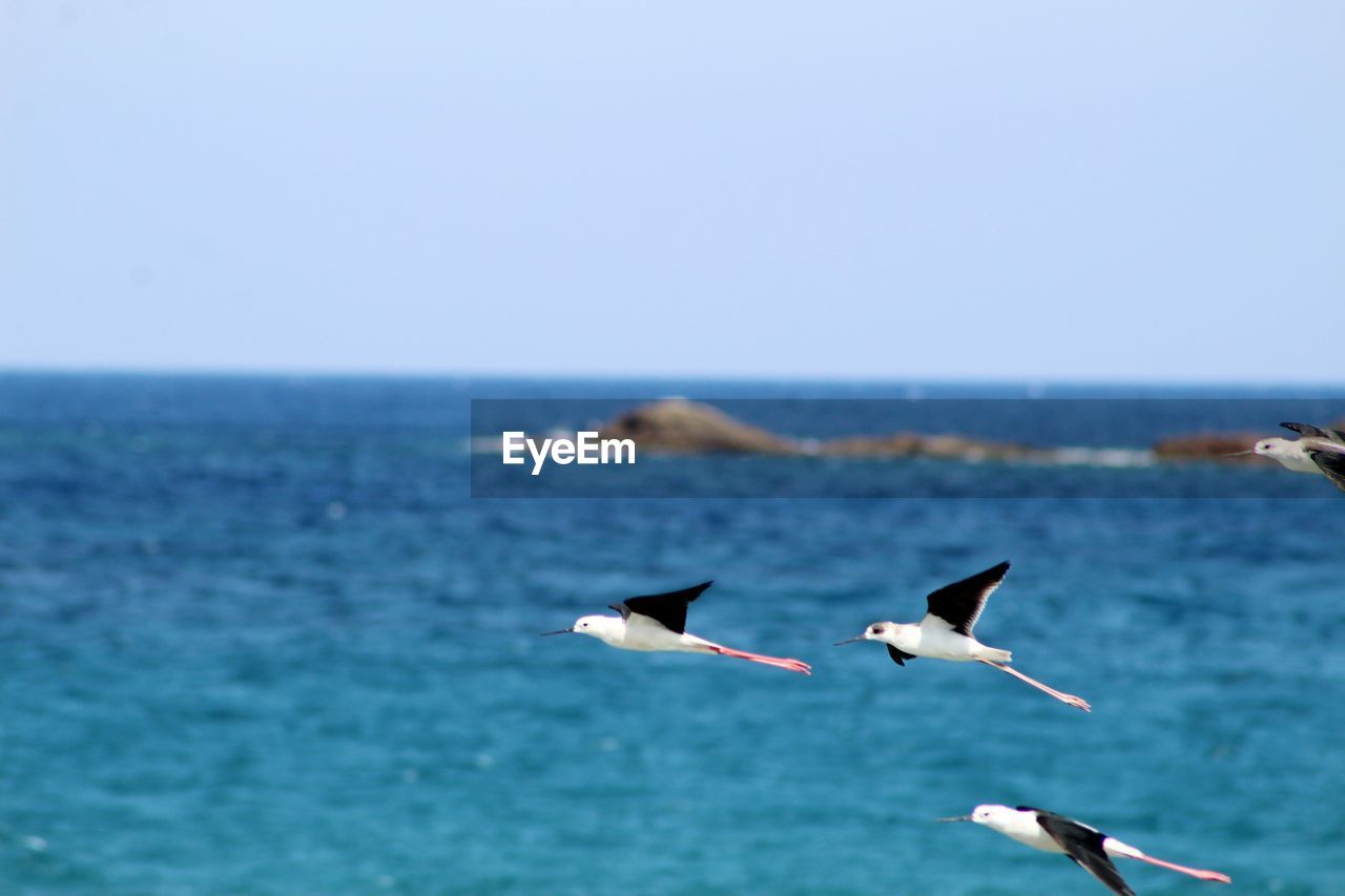 Seagulls on sea shore against clear sky