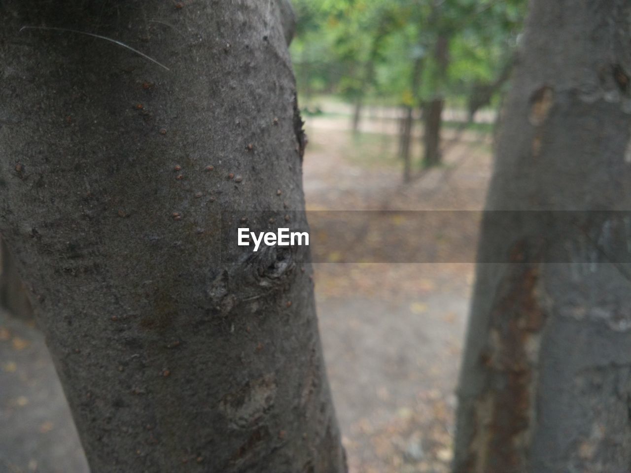 CLOSE-UP OF A TREE TRUNK IN FOREST