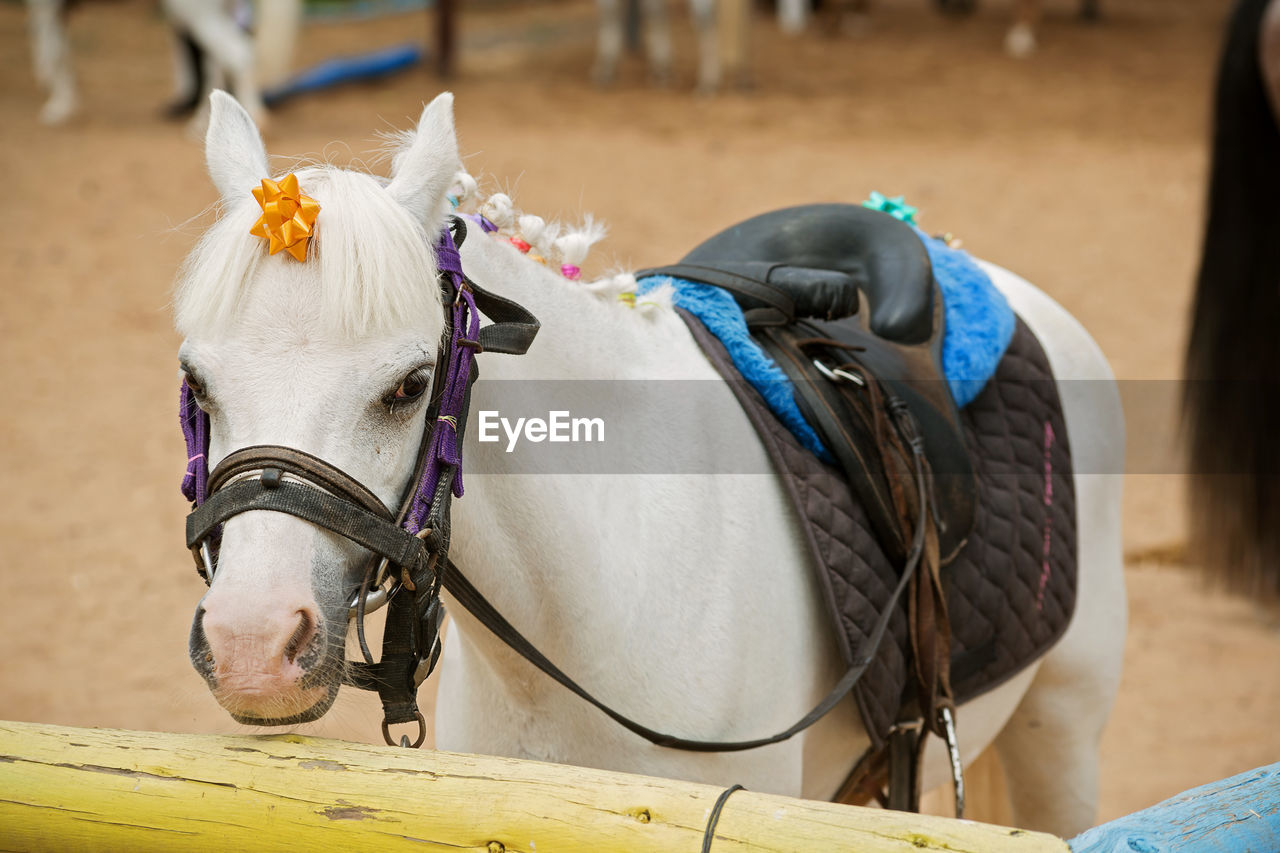 Photo of a white pony in a stable