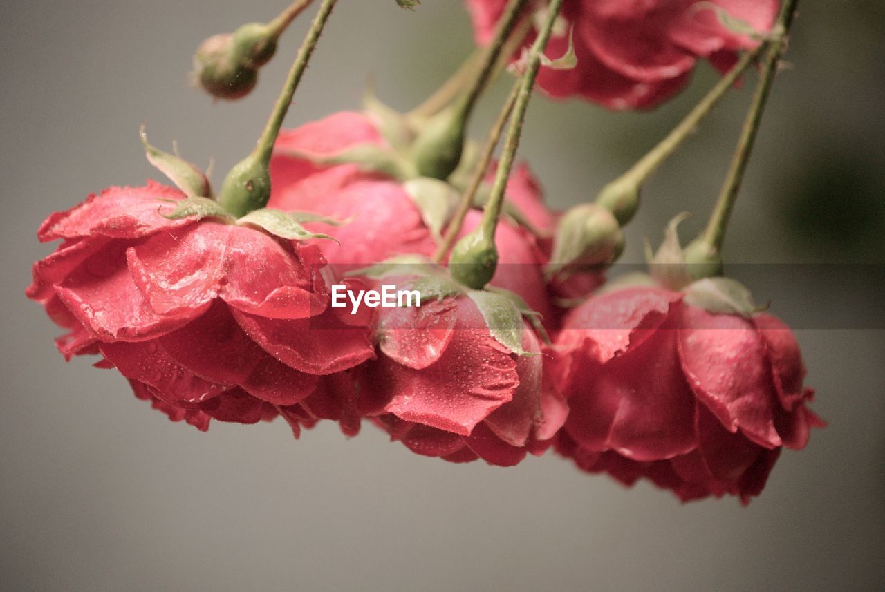 CLOSE-UP OF PINK ROSES