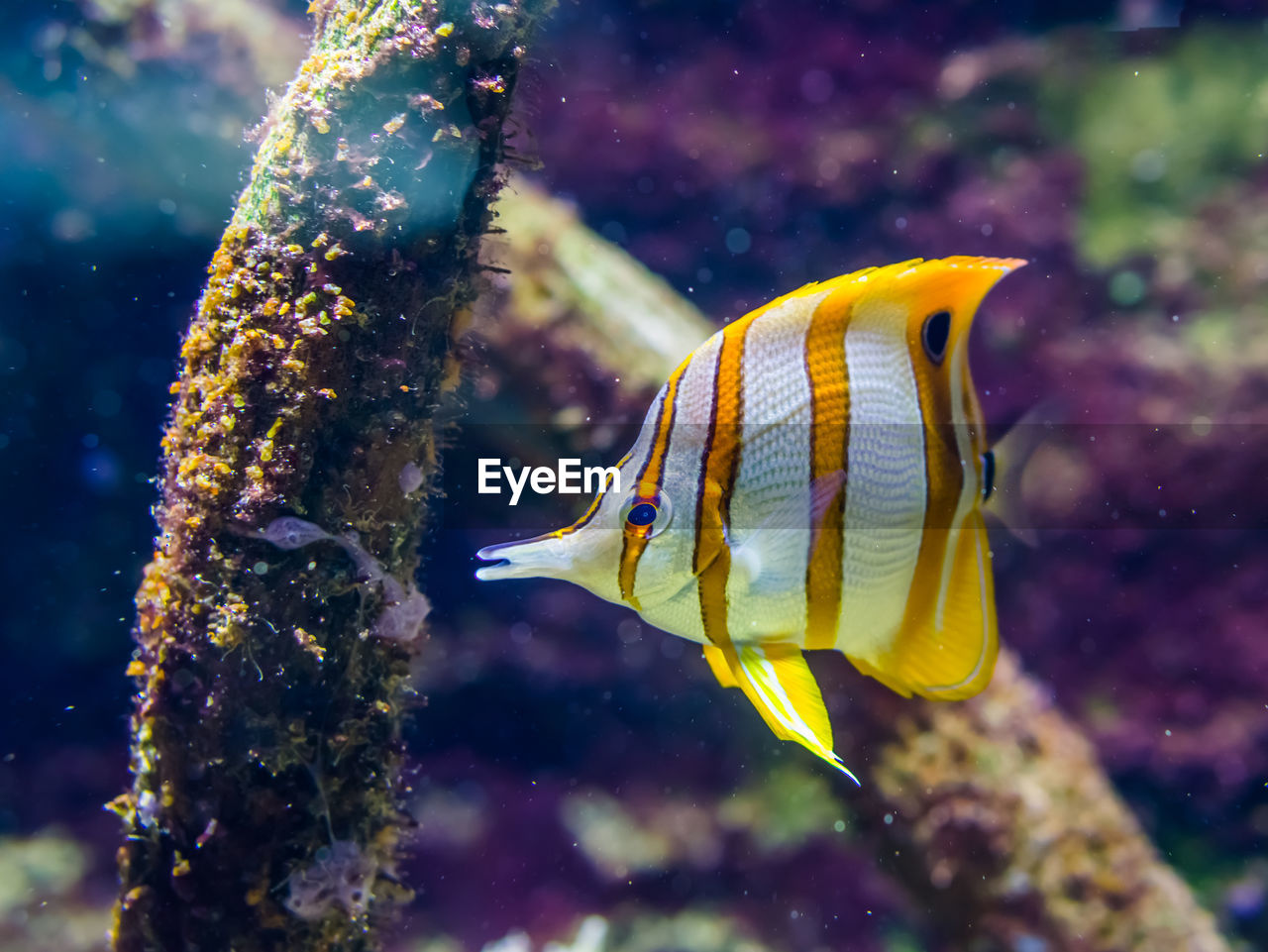 FISH SWIMMING UNDERWATER