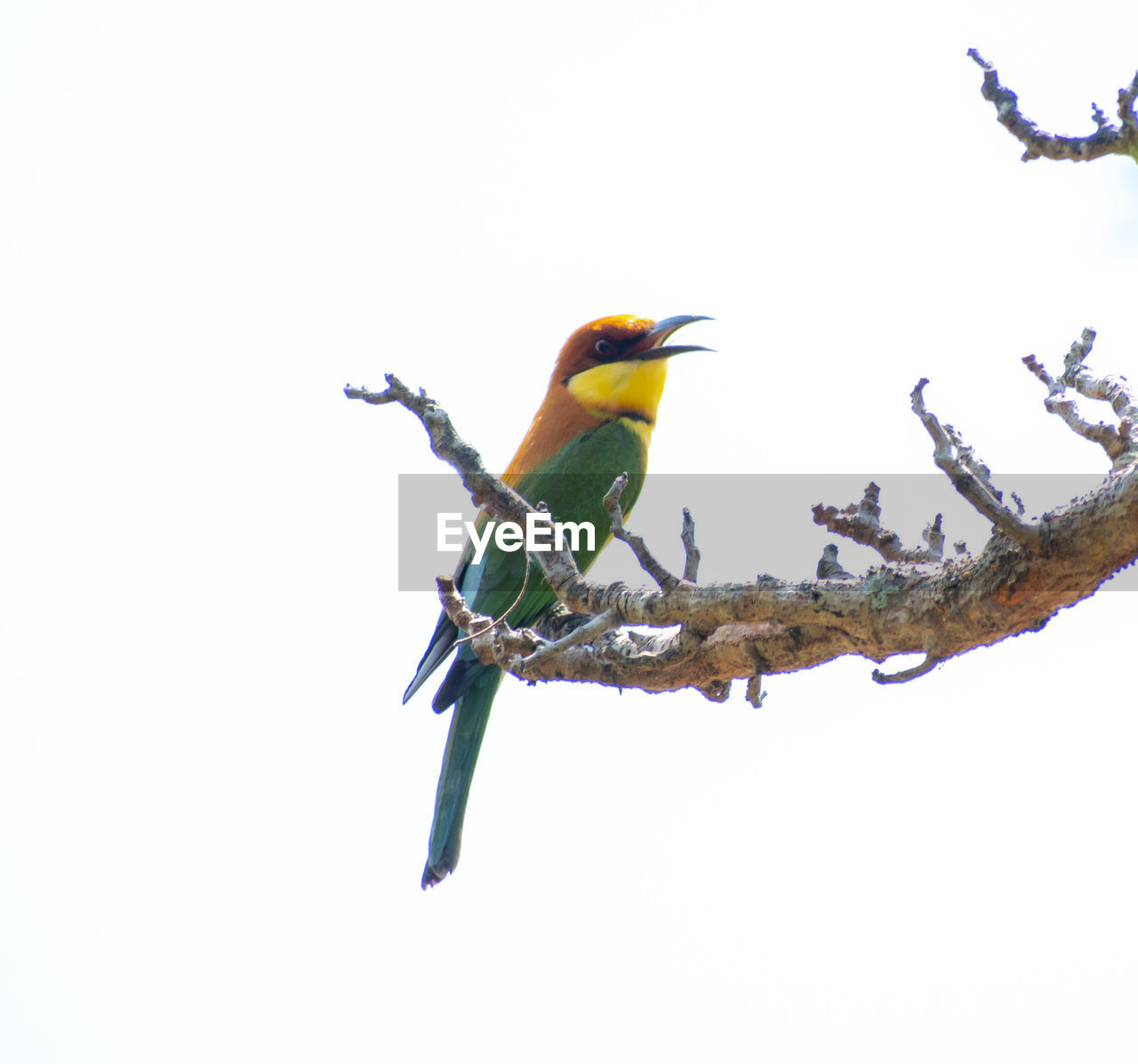 LOW ANGLE VIEW OF BIRD PERCHING ON TREE