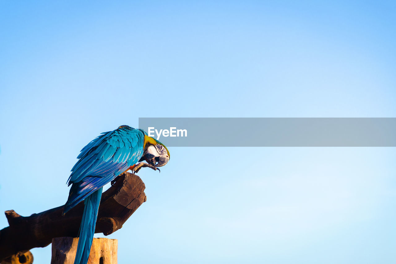 LOW ANGLE VIEW OF A BIRD PERCHING ON A TREE