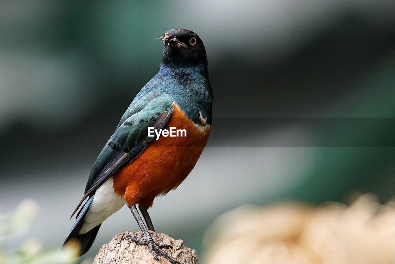 Close-up of superb starling perching on wood