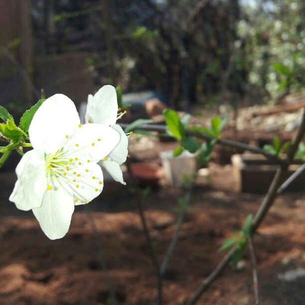 CLOSE-UP OF WHITE FLOWERS BLOOMING OUTDOORS