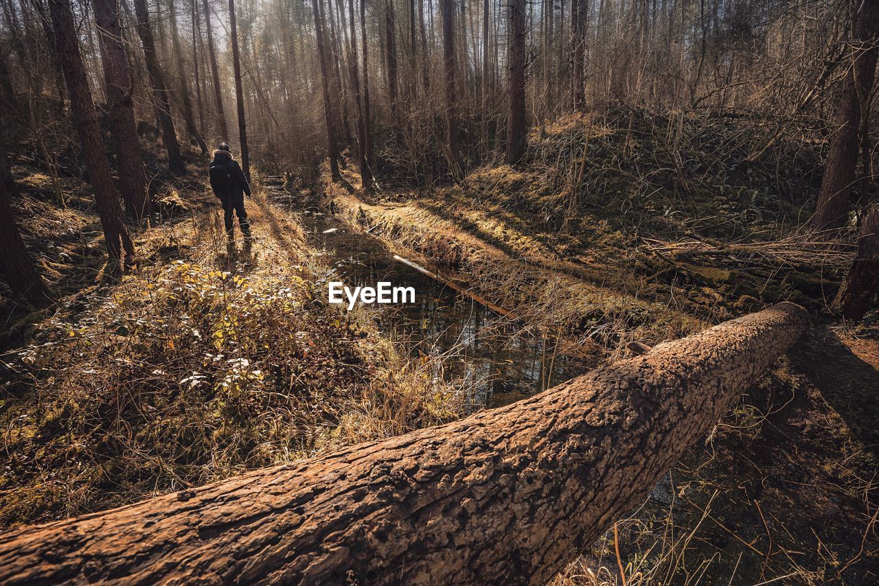 Rear view of hiker walking in forest