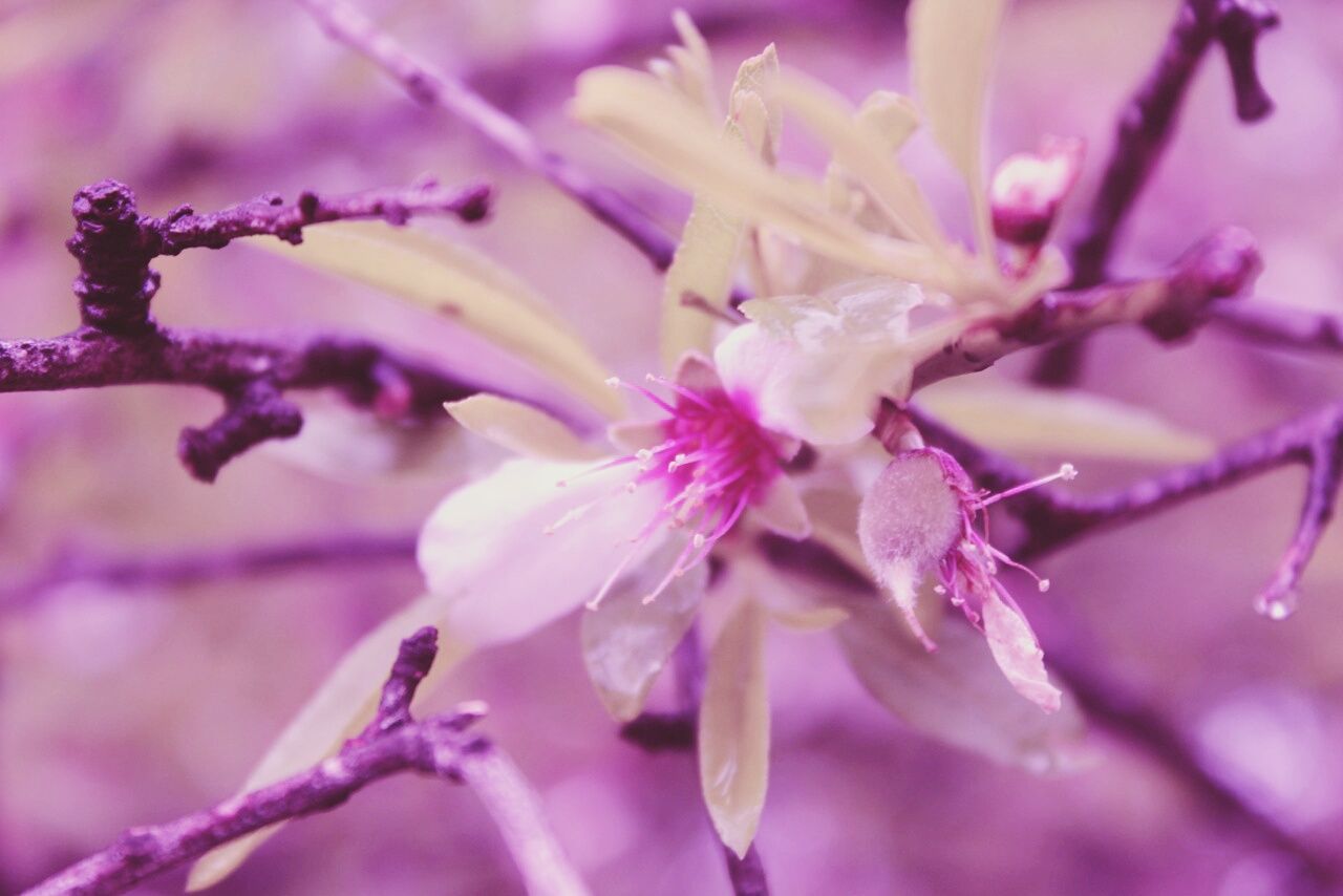 CLOSE-UP OF FLOWERS ON BRANCH