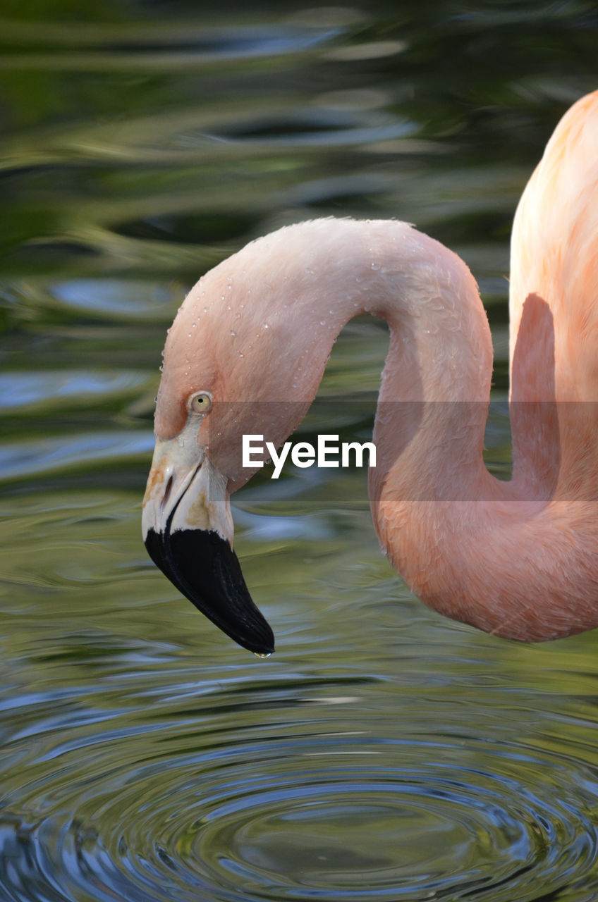 Close-up of flamingo drinking water in lake