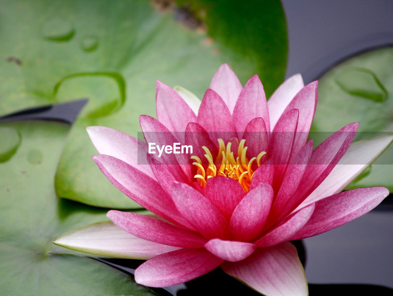 Close-up of lotus water lily in pond