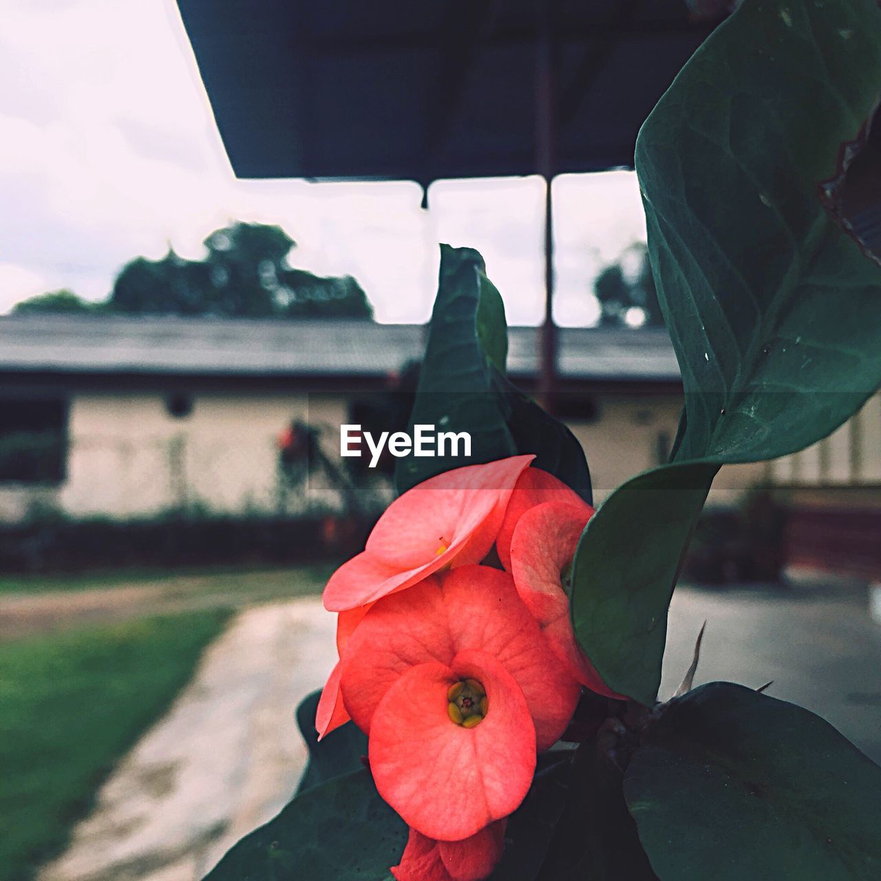 Close-up of red flower blooming against sky