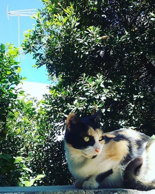 CAT LOOKING UP