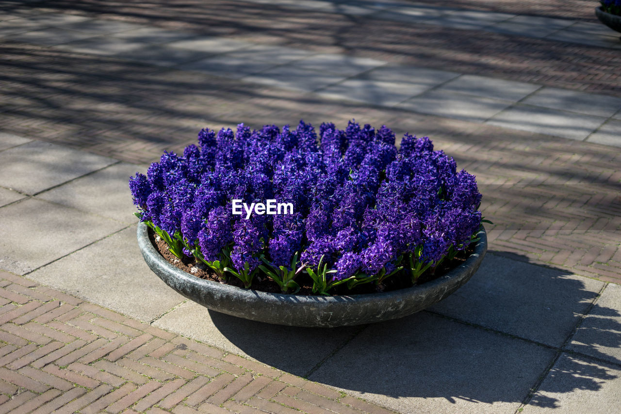 HIGH ANGLE VIEW OF PURPLE FLOWER ON FOOTPATH BY STREET