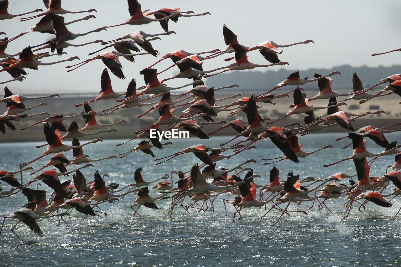 Low angle view of birds flying in the sky