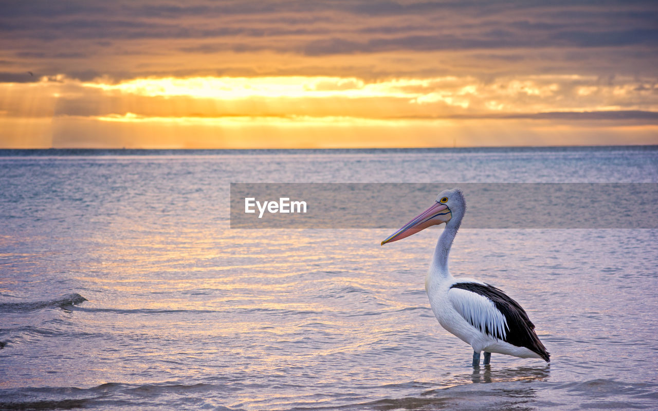 Side view of pelican in sea against sky during sunset