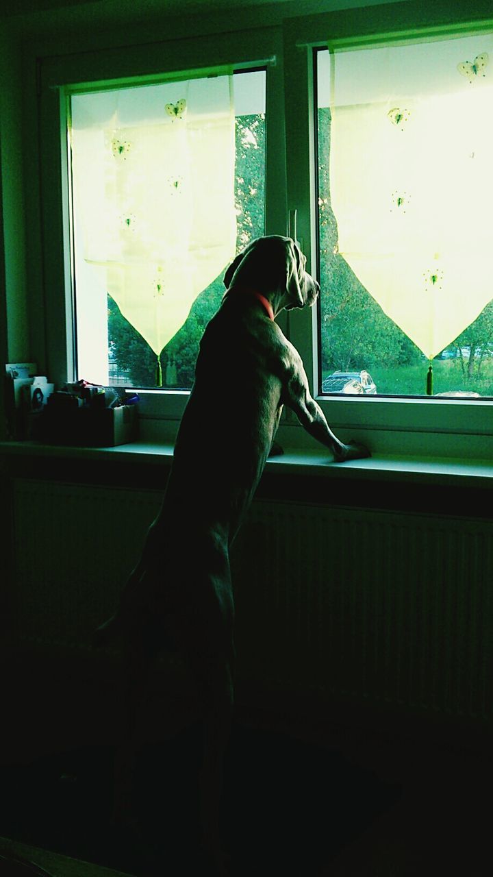 Dog looking through window at home