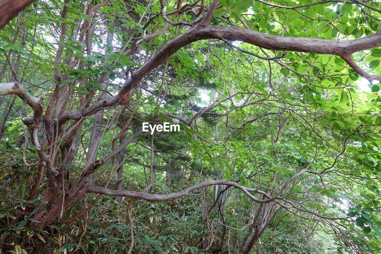 LOW ANGLE VIEW OF TREE TRUNKS IN FOREST