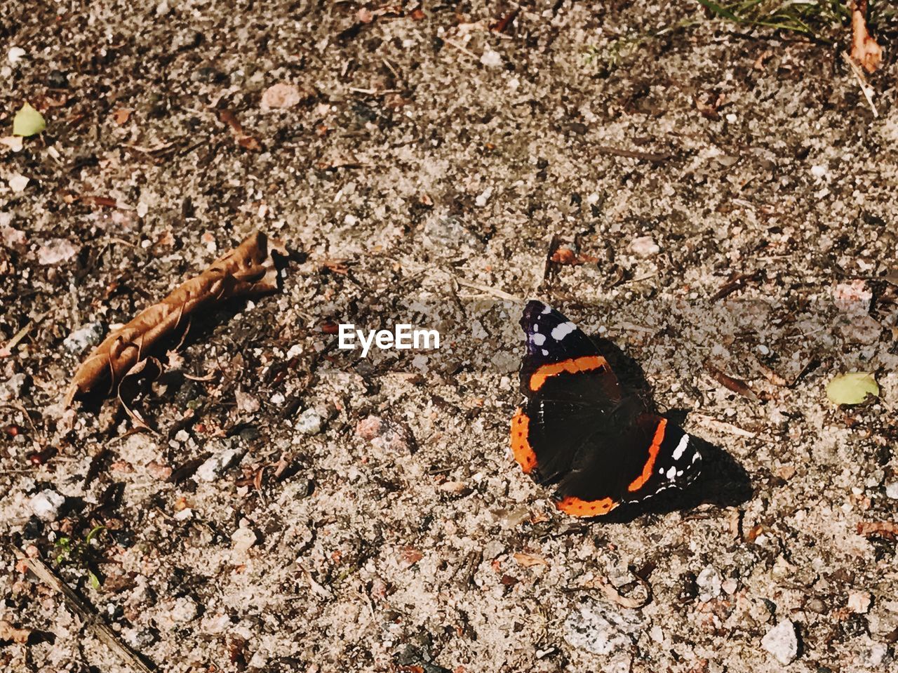 HIGH ANGLE VIEW OF INSECT ON GROUND