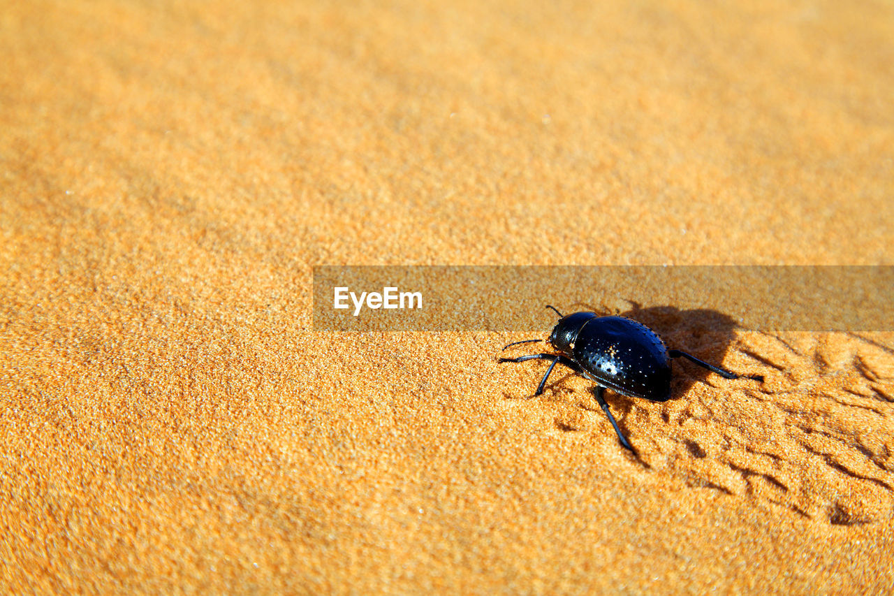 High angle view of insect on sand